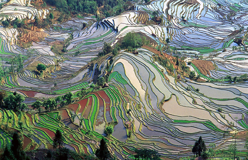 800pxTerrace_field_yunnan_china_denoised.jpg