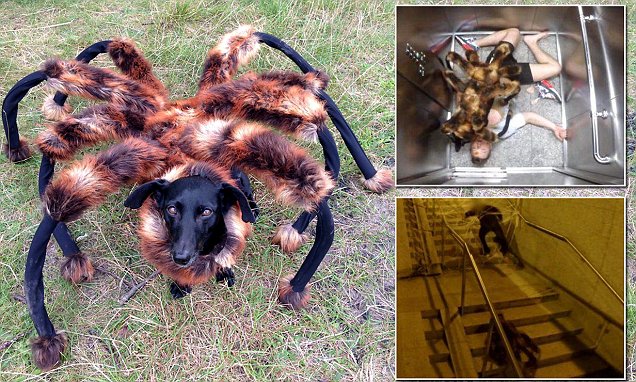 Spider-dog sends unsuspecting victims fleeing in absolute terror for their lives.jpg