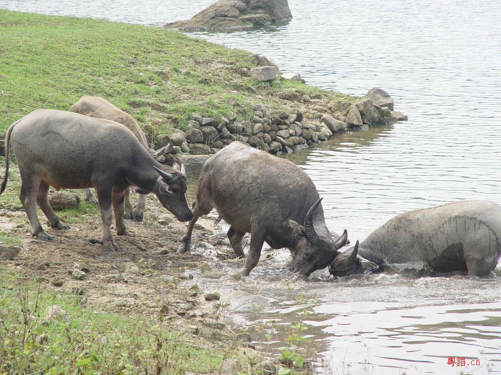 10.15黄沙水库的精彩生物写真