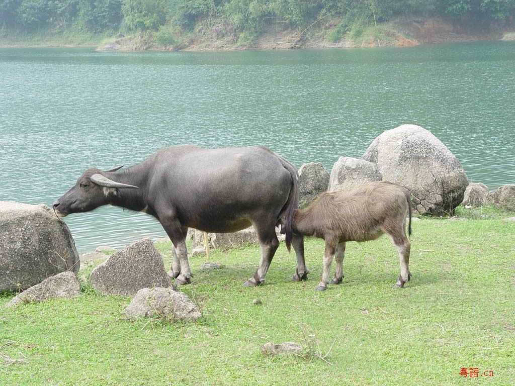 10.15黄沙水库的精彩生物写真