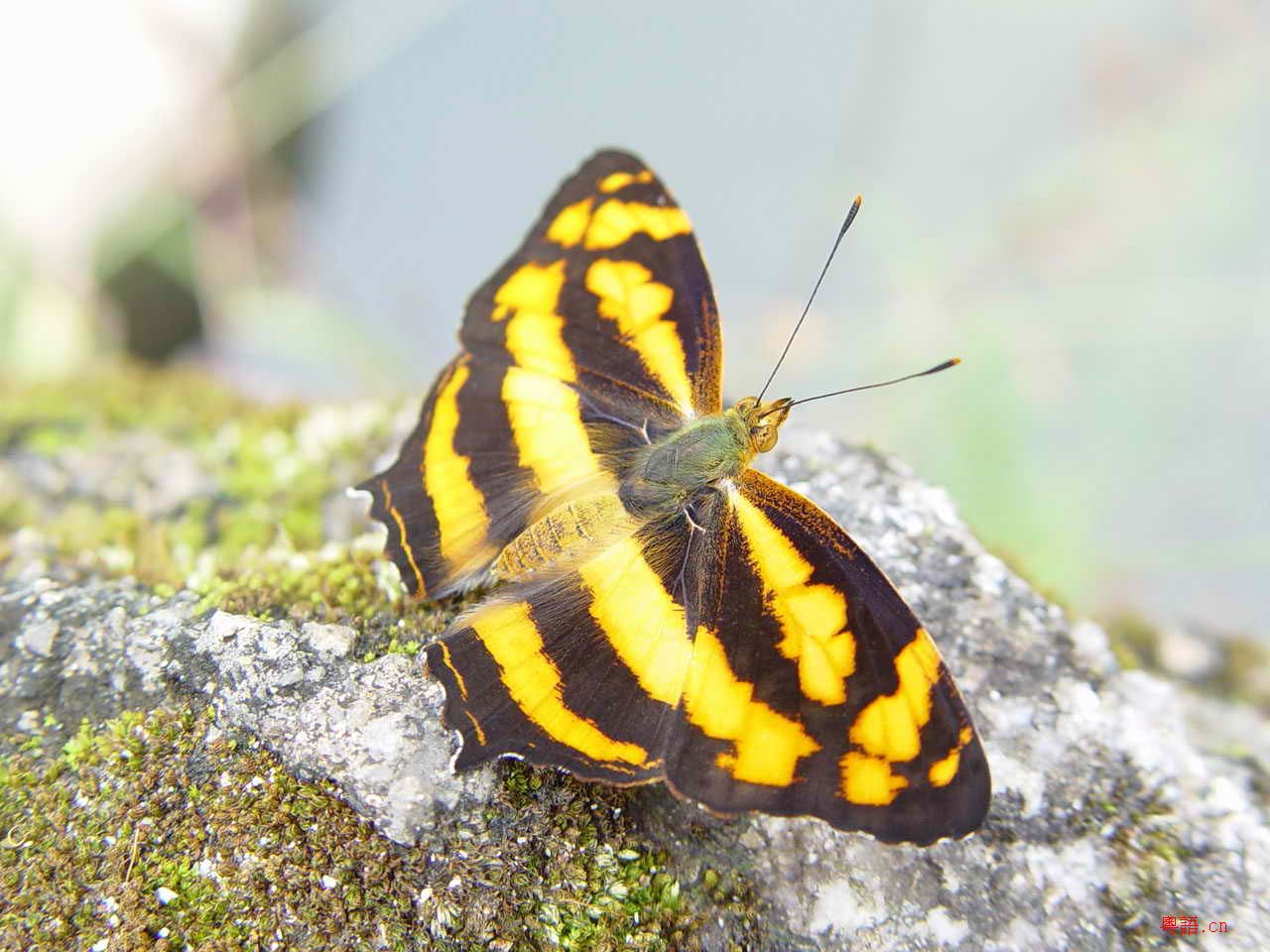 10.15黄沙水库的精彩生物写真