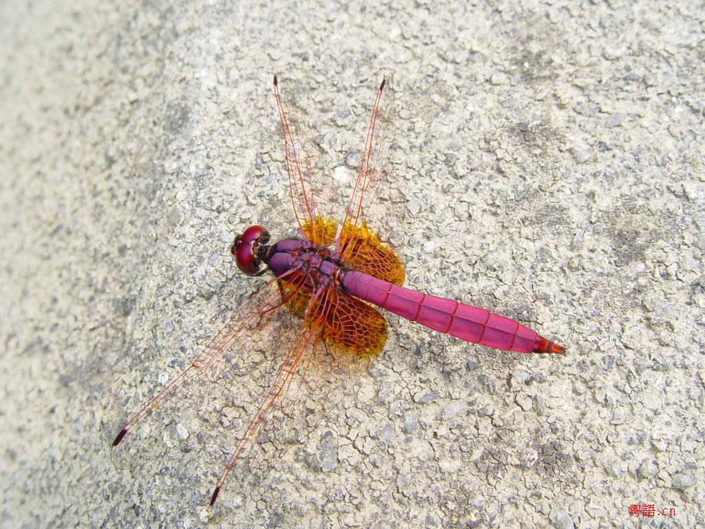 10.15黄沙水库的精彩生物写真