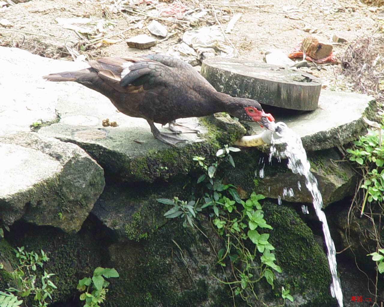 10.15黄沙水库的精彩生物写真