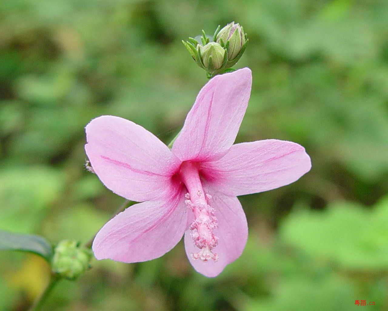 10.15黄沙水库的精彩生物写真